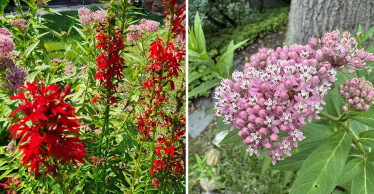 7 Plants That Help North Carolina Gardens Support Frogs And Amphibians