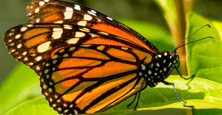 Image Credit: © Alexander Canas Arango / Shutterstock