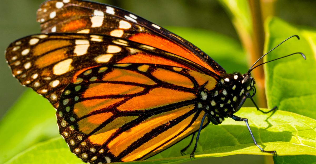 Image Credit: © Alexander Canas Arango / Shutterstock