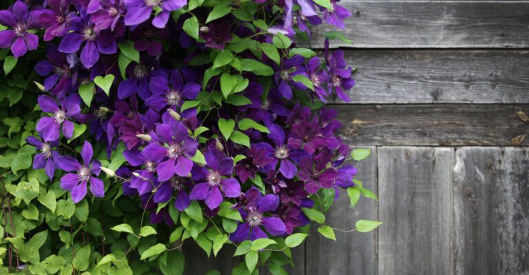 7 Reasons Your Clematis Won’t Bloom, And What To Do About Each One