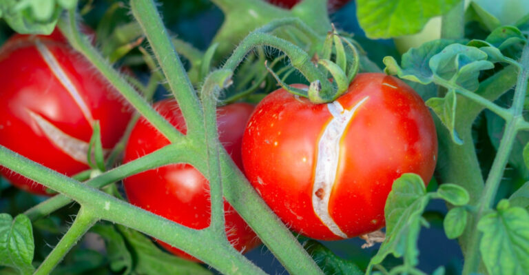 7 Reasons Your Tomatoes Keep Cracking After Watering