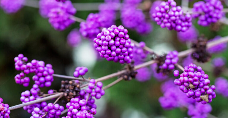 Image Credit: © nnattalli / Shutterstock