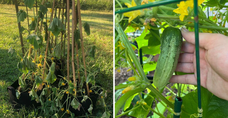 7 Signs Your Pennsylvania Cucumber Plants Are Struggling And How To Save The Harvest