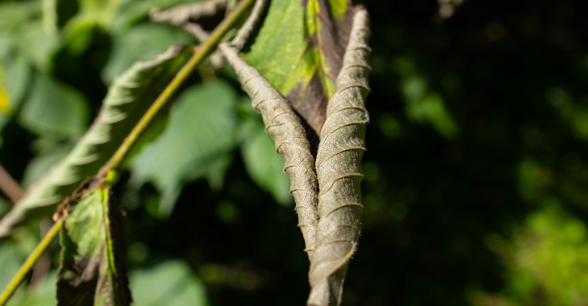 leaf curl