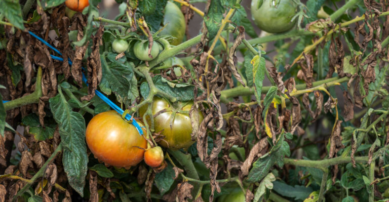 tomato affected by drought