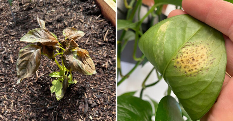 7 Strange Reasons Florida Plants Can Look Rough After Fresh Growth Starts
