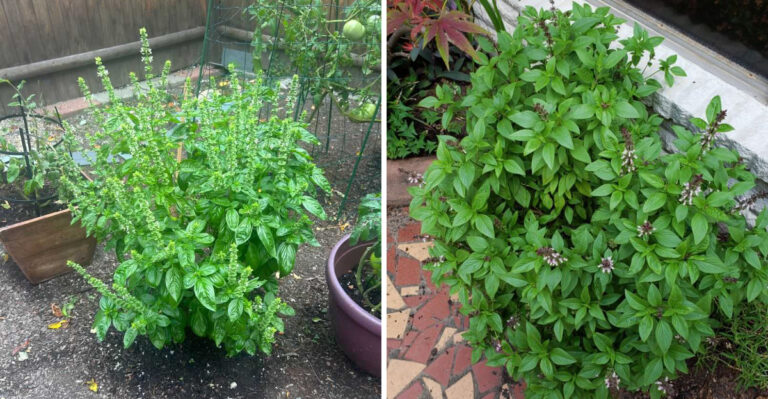 7 Summer Benefits Of Growing Basil In Georgia Vegetable Gardens