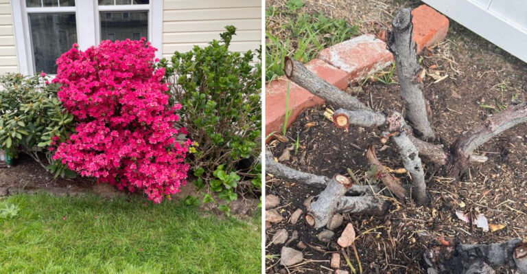 7 Summer Pruning Mistakes Georgia Gardeners Make That Reduce Shrub Blooms