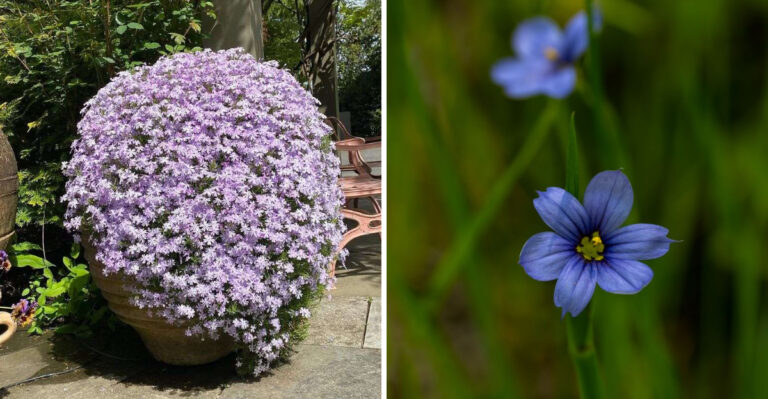 7 Tennessee Native Plants To Replace Liriope Along Your Walkway