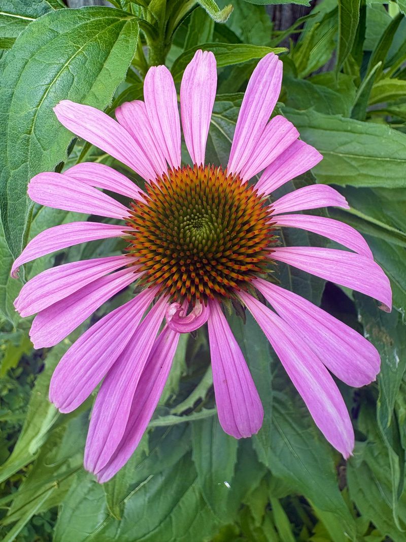 7 Texas Flowers You Can Plant Once And Enjoy For Weeks 7 Texas Flowers You Can Plant Once And Enjoy For Weeks