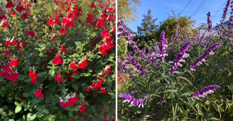 7 Texas Flowers You Can Plant Once And Enjoy For Weeks
