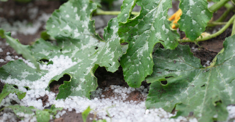 7 Things Kentucky Gardeners Should Do With Storm-Damaged Plants Before The Heat Takes Over