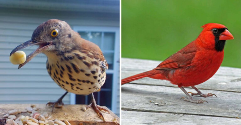 7 Tick-Eating Birds Pennsylvania Gardeners Should Know How To Attract