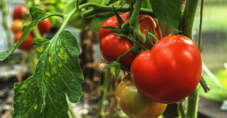 7 Tomato Mistakes You’ll Notice Right Before Picking