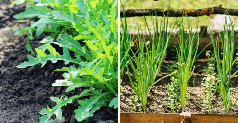 7 Veggies To Sow In Pennsylvania Before June Ends And Harvest In Just Weeks