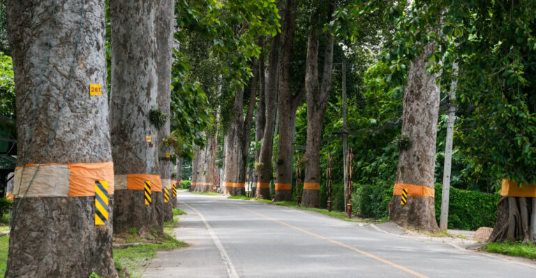 7 Virginia Trees You Need A Permit To Remove Before They Come Down