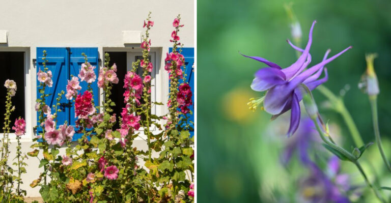 7 Volunteer Plants Worth Keeping In Your Minnesota Garden This Summer