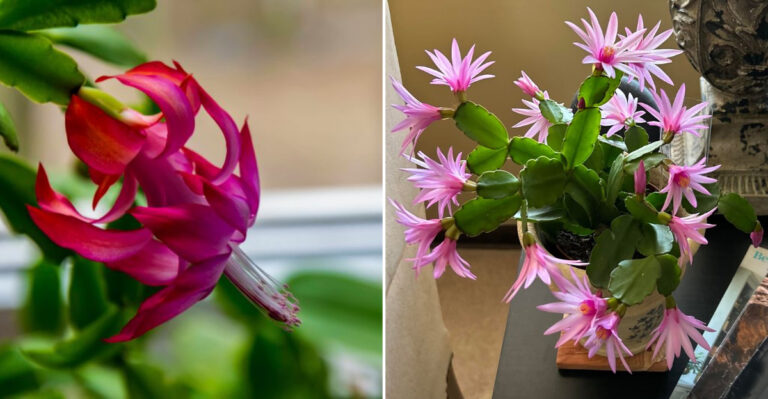7 Ways To Keep Your Easter Cactus Healthy In Low-Light Oregon Homes