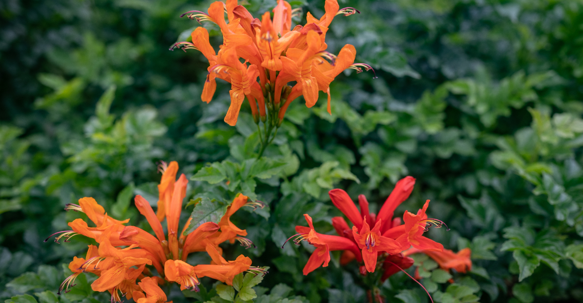 shrub (featured image)