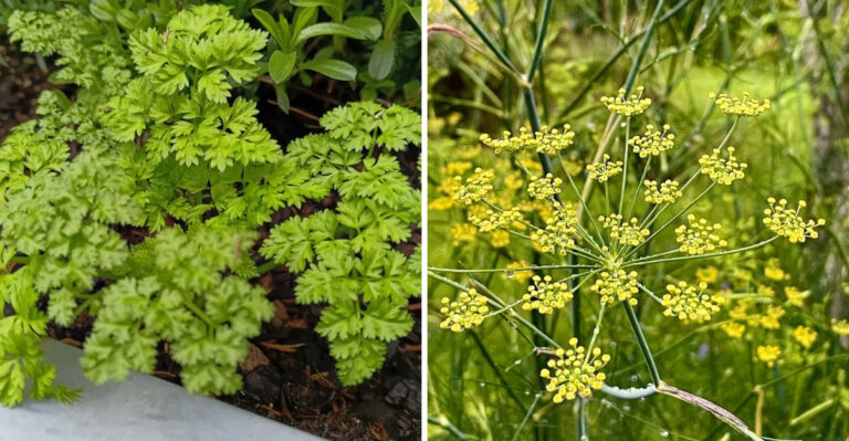 8 Arizona Herbs That Struggle When Afternoon Heat Kicks In