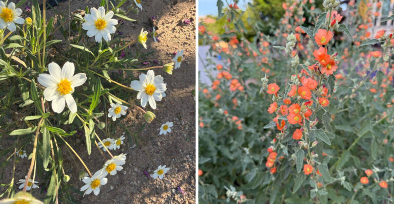 8 Arizona Native Plants That Hit Their Peak Right When The Heat Is At Its Worst