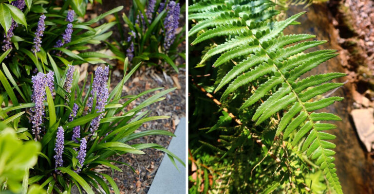 8 Best Groundcovers For Keeping Georgia Garden Beds Cooler In Summer