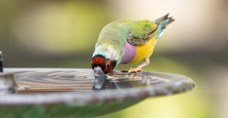 8 Bird Bath Mistakes That Are Silencing Your Kentucky Backyard