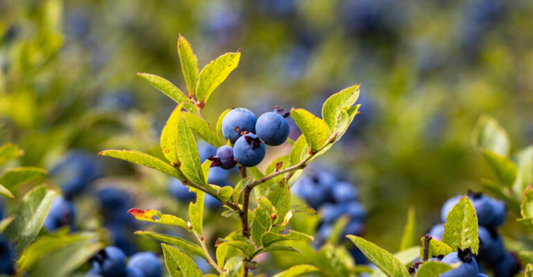 8 Blueberry Growing Mistakes Every Tennessee Gardener Should Avoid