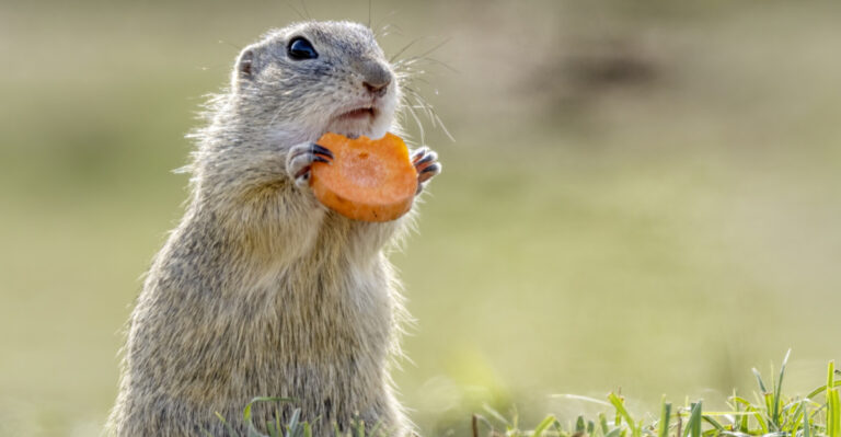 8 Clues A Groundhog Is Living In Your Maryland Garden