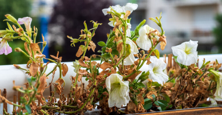 8 Common Petunia Problems That Peak In Hot Weather