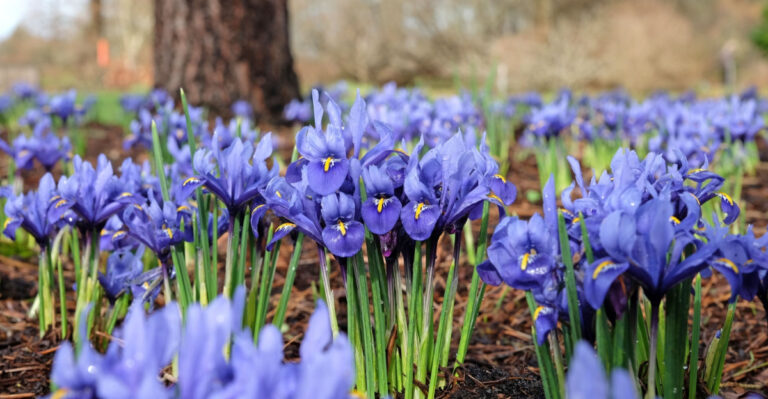8 Common Reasons Why Wisconsin Irises Fail To Bloom