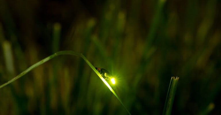 8 Common Virginia Yard Habits That Scare Off Fireflies