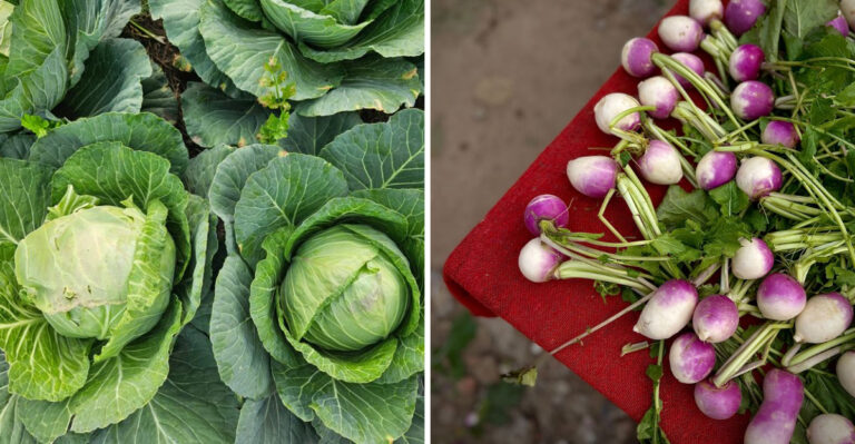 8 Crops You Can Still Plant In Indiana This July Before First Frost