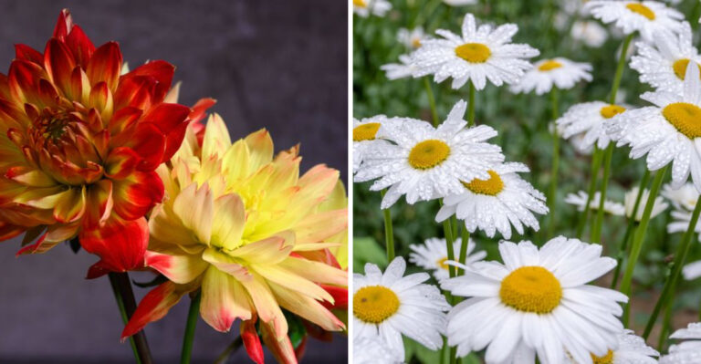 8 Cut Flowers Worth Growing In Connecticut For Summer Bouquets