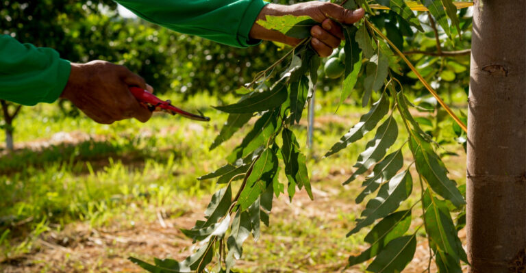 8 Desert Trees To Prune In June In Arizona Before Heat Takes Over