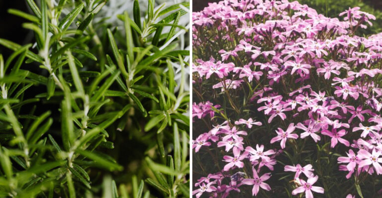 8 Easiest Plants To Multiply From Cuttings In Indiana