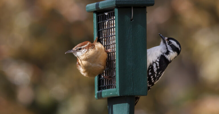 8 Easy Backyard Tweaks Virginia Birds Will Love This Summer