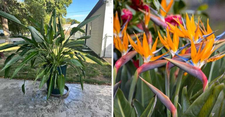 bird of paradise
