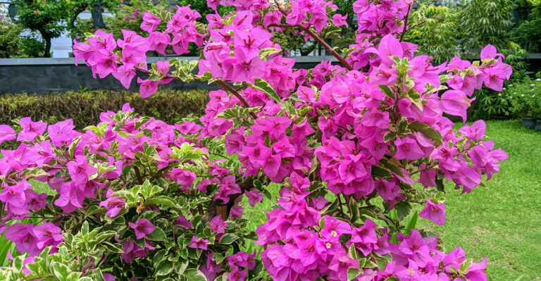 bougainvillea