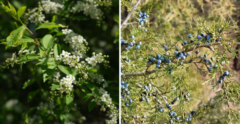 8 Fence Line Plants Colorado Homeowners Are Choosing Over Arborvitae