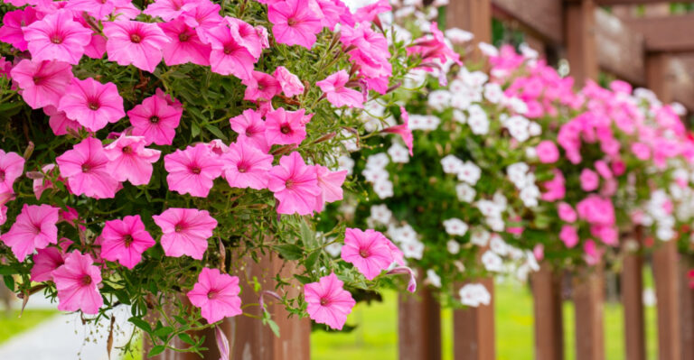 8 Fertilizing Habits That Slowly Weaken Petunia Blooms