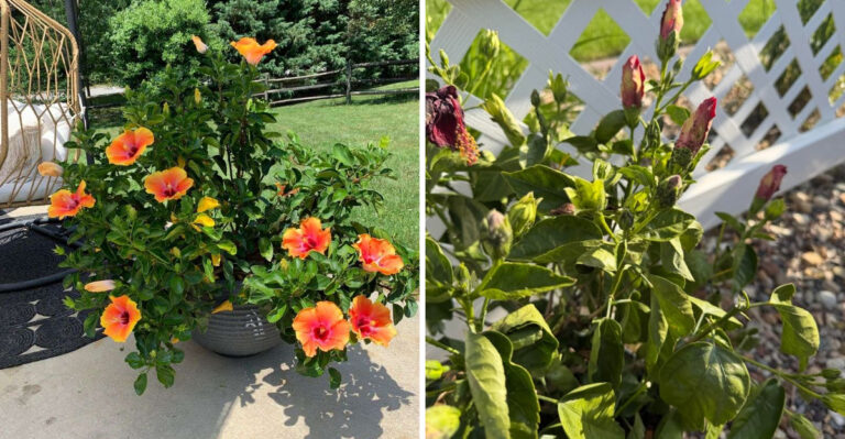 8 Florida Hibiscus Pruning Tricks That Keeps Plants Full Of Flowers