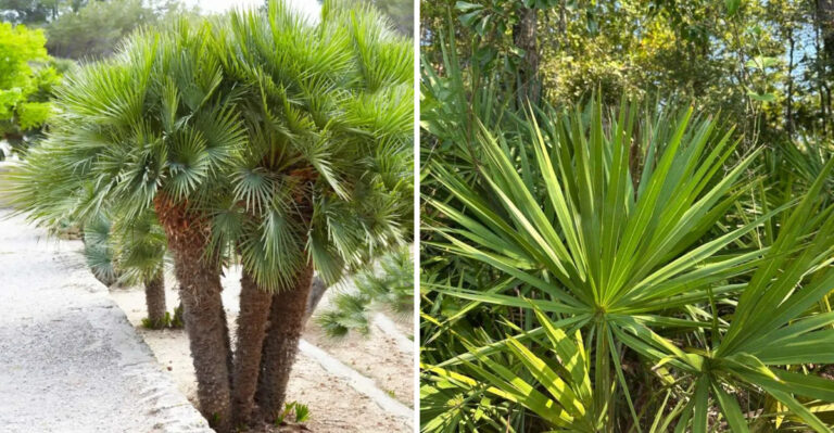 8 Florida Palm Trees That Stay Small And Are Less Likely To Damage Your Driveway