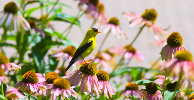 Image Credit: © Tony Campbell / Shutterstock