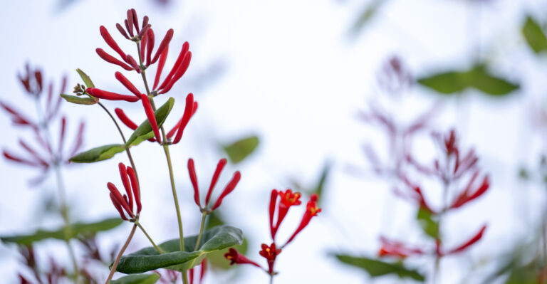 Image Credit: © Anna Hoychuk / Shutterstock