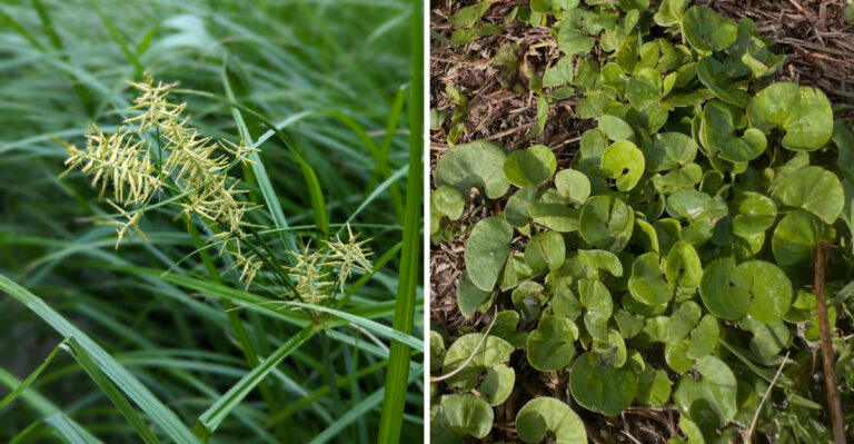 8 Florida Weeds That Fool Even Experienced Gardeners In Spring
