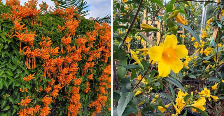 8 Flowering Vines That Can Handle Georgia Humidity Without Constant Fuss