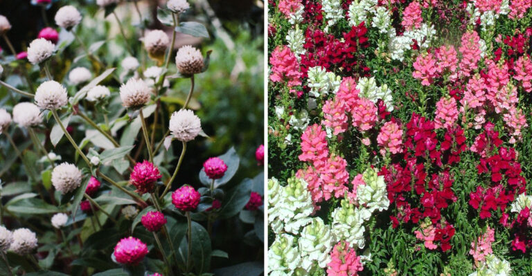 8 Flowers Illinois Gardeners Plant In June For Fresh-Cut Bouquets All Season