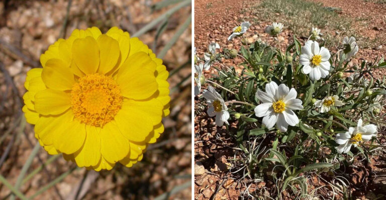 8 Flowers That Actually Thrive In Arizona Summer Heat And Look Beautiful All June