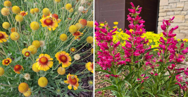 8 Flowers That Survive Arizona’s Fiercest West Facing Garden Spots